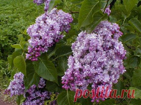 Вдохновение дня. Зацвела сирень | • День Рождения!! • Поздравляем Своих Друзей, Родных и Близких ! | Группы Мой Мир