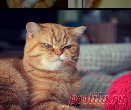 КотоТерапия, часть 2. Забавные котики для хорошего настроения. Улыбитесь! )) | Мечтательная кошка | Яндекс Дзен