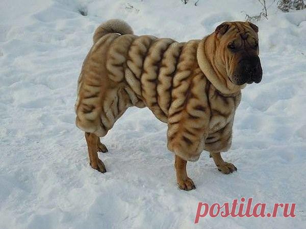 денис рудаков