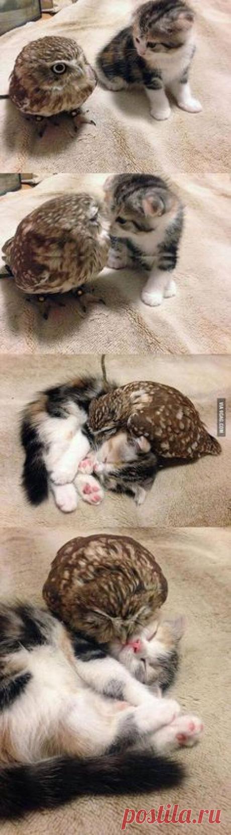 Tiny owl and tiny kitten: