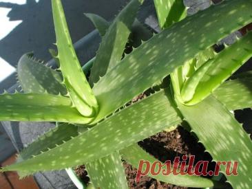 Что делать с алоэ, если его много? | Красивые цветы | Дзен