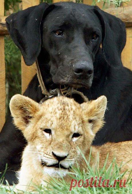 странные парочки