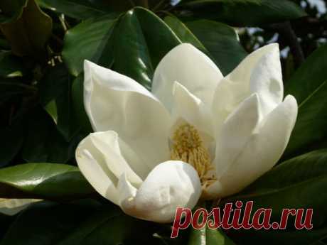 ТРИ причины ехать в Сочи с Coral Travel: «Увидеть цветущие красавицы Магнолии, посетить невероятной красоты Дендрарий, прогуляться по набережной, где был снят легендарный фильм»