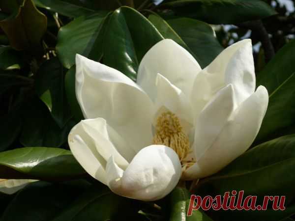 ТРИ причины ехать в Сочи с Coral Travel: «Увидеть цветущие красавицы Магнолии, посетить невероятной красоты Дендрарий, прогуляться по набережной, где был снят легендарный фильм»