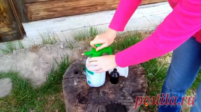 Как сделать отличное средство против клещей и комаров Ка защитить себя от назойливых комаров, а также клещей, находясь в лесу? Очень просто! Для этого достаточно лишь приготовить специальный раствор против