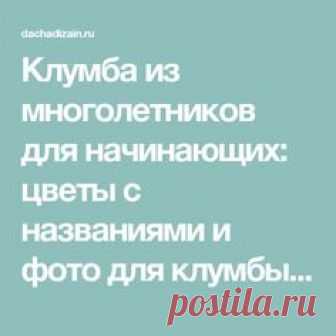Клумба из многолетников для начинающих: цветы с названиями и фото для клумбы, схемы, видео