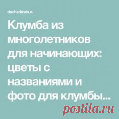 Клумба из многолетников для начинающих: цветы с названиями и фото для клумбы, схемы, видео