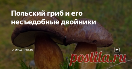 Польский гриб и его несъедобные двойники Моховики ценятся за вкус и аромат. Среди них можно встретить польский гриб...