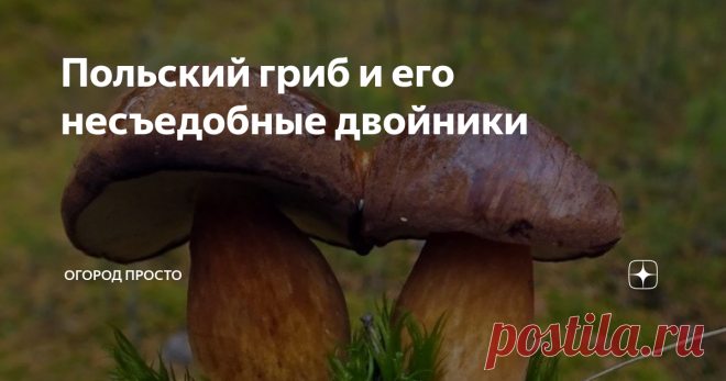Польский гриб и его несъедобные двойники Моховики ценятся за вкус и аромат. Среди них можно встретить польский гриб...