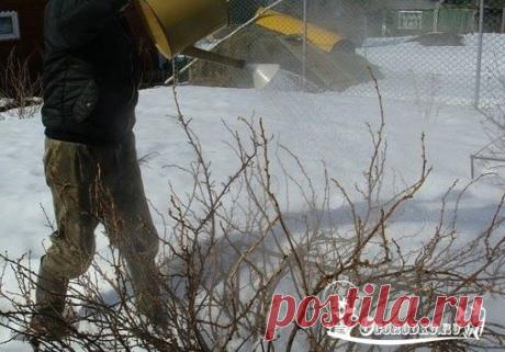 Обработка смородины кипятком весной - Огородко