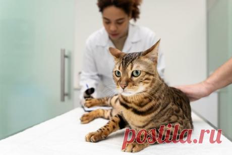 Мочекаменная болезнь у собак и кошек