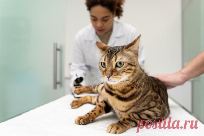 Мочекаменная болезнь у собак и кошек