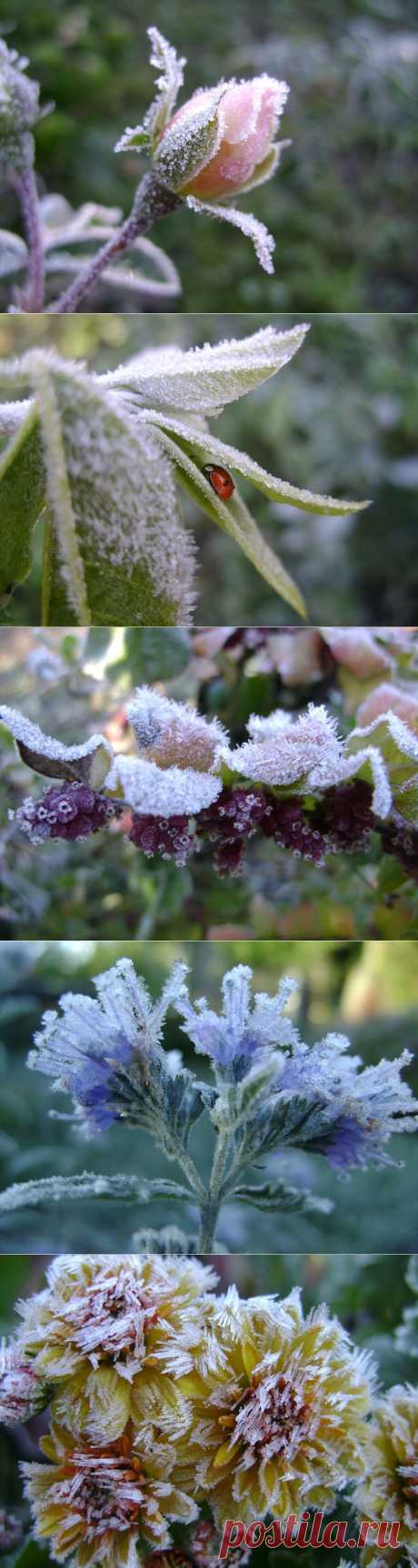 Какая красота! Иней на цветах / Журнал садовода  Samdolis / 7dach.ru