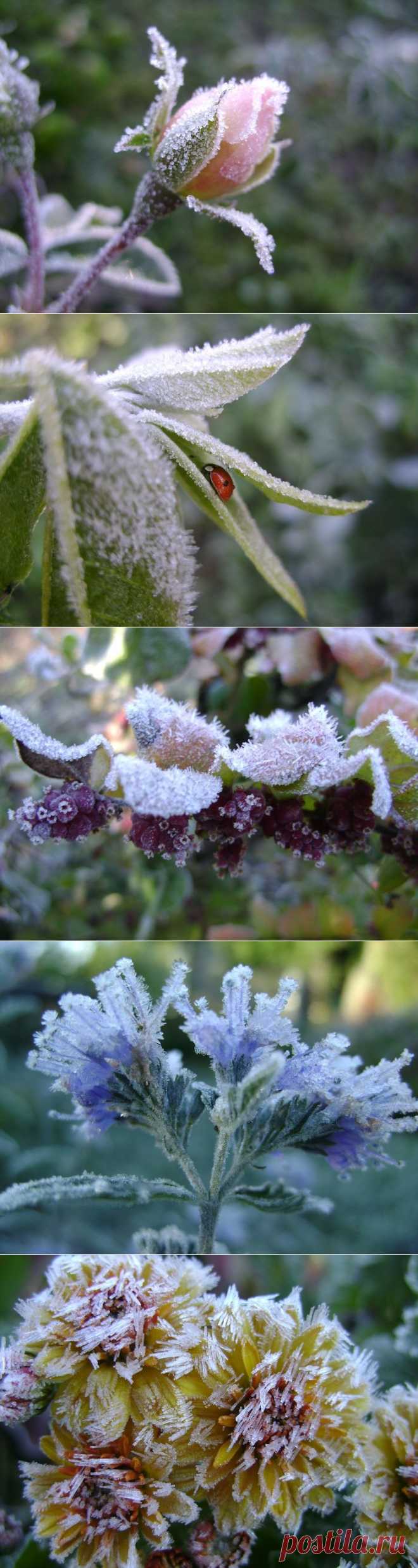 Какая красота! Иней на цветах / Журнал садовода  Samdolis / 7dach.ru