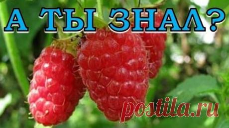 ЧТО ДЕЛАТЬ весной с малиной?