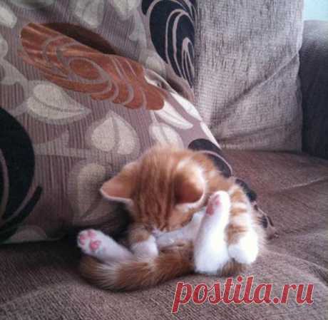 22 уютно спящих котенка