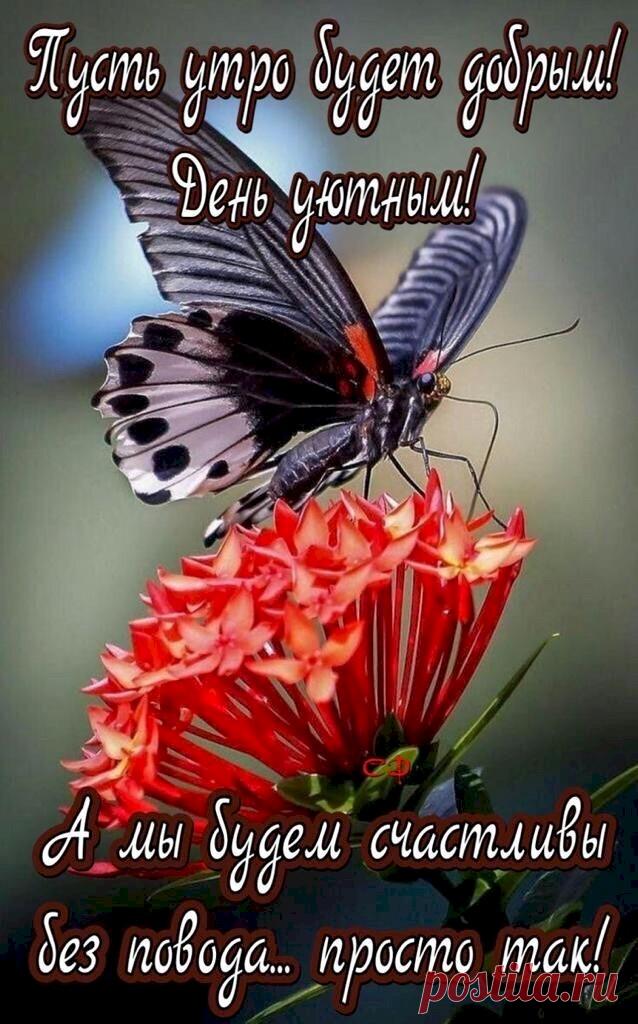 — Дорогой, ты опять не покормил кота вчера вечером. — Да с чего ты взяла?! Вон он спит себе спокойно и даже не просыпается. — Был бы сытый, мы бы с ним ночью у холодильника не встретились… - Выпуск №2835