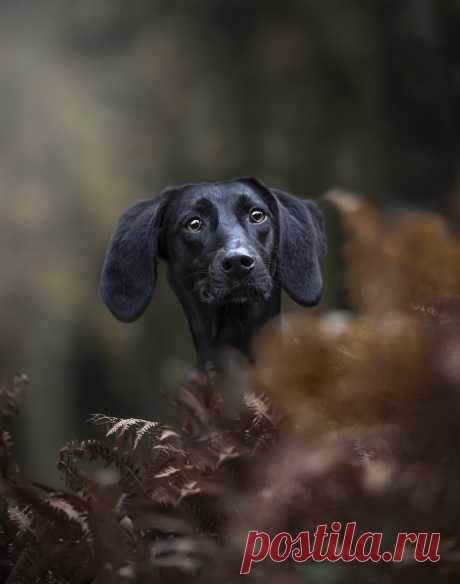 © Dogstar_photography