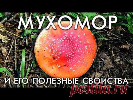 ГРИБ МУХОМОР И ЕГО ПОЛЕЗНЫЕ СВОЙСТВА / СОБИРАЕМ МУХОМОР В ТАЕЖНОМ ЛЕСУ