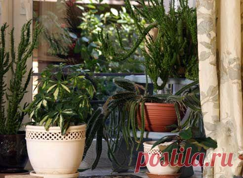 Особенности зимнего ухода за комнатными растениями на Supersadovnik.ru