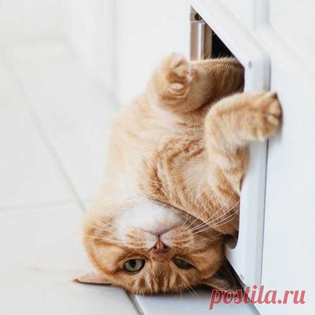 17 котов, которые плевать хотели на это ваше общественное мнение