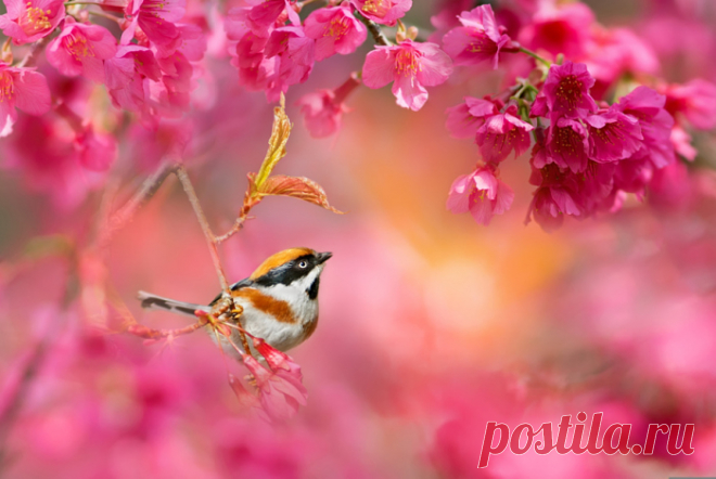 20 увлекательных фотофактов из жизни представителей дикой фауны