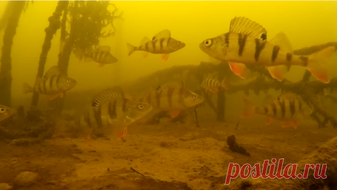 Окуни. Подводная съёмка