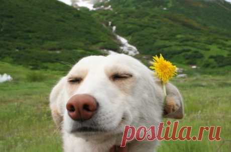 As 100 fotos de cachorros mais adoráveis de todos os tempos