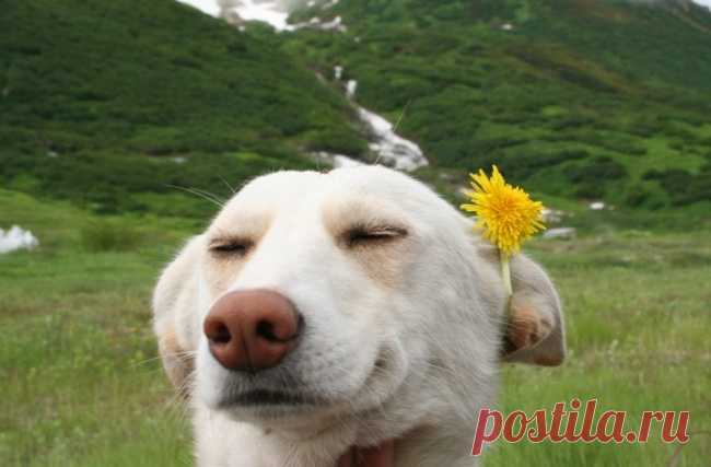 As 100 fotos de cachorros mais adoráveis de todos os tempos