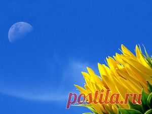 Подсолнух фото обои для рабочего стола