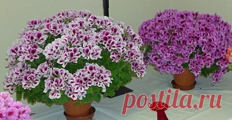 Королевская герань: уход и размножение черенками царской пеларгонии,