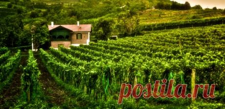 Венгерские вина: что и где дегустировать