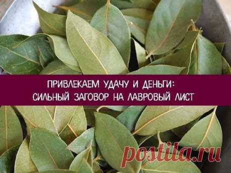 *Привлекаем удачу и деньги: сильный заговор на лавровый лист* 

Лавр считается растением, обладающим магическими свойствами. Его силу используют для привлечения здоровья, удачи и денежного благополучия. 

Многие растения обладают удивительной силой. Лавр не является исключением. В древности с помощью его листьев привлекали удачу. Сейчас Лавр используют для улучшения вкусовых качеств блюд, не подозревая, какая сила таится в этом невзрачном на первый взгляд растении. Каждый ...
