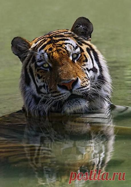 Planet Tiger - Planet Tiger добавил(-а) новое фото.