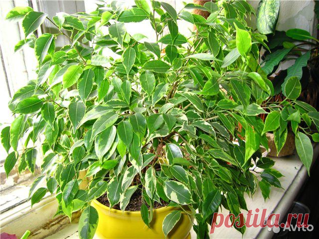 Фикус Бенджамина сбрасывает листья: что предпринять?