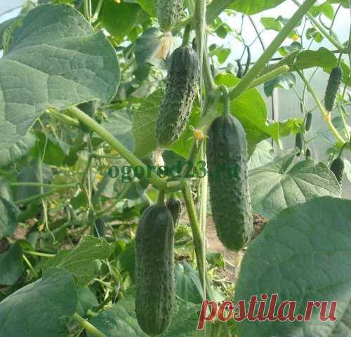 Болезни огурцов в теплице – как предупредить и чем лечить