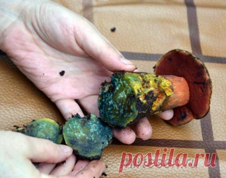 Странный гриб найден в Ленинградской области
Что это за странный гриб, найденный в северном лесу?
Есть два мнения - съедобный дубовик или ядовитый сатанинский гриб. Но они оба растут на юге России - в Крыму, на Кавказе. Поэтому неожиданная нах…