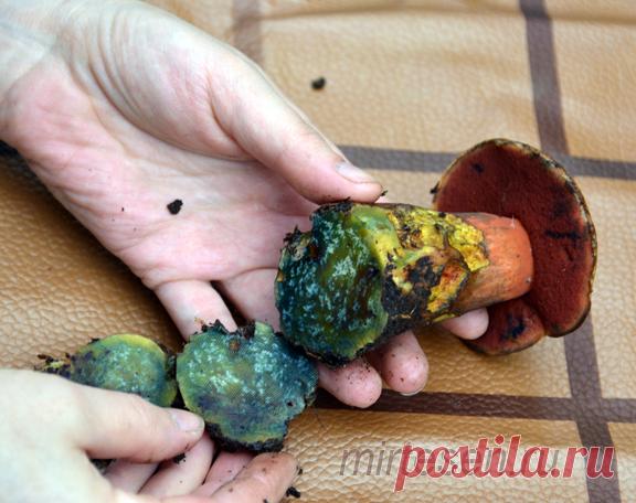 Странный гриб найден в Ленинградской области 
Что это за странный гриб, найденный в северном лесу?

Есть два мнения - съедобный дубовик или ядовитый сатанинский гриб. Но они оба растут на юге России - в Крыму, на Кавказе. Поэтому неожиданная нах…