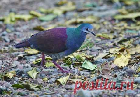 Сем. Голубиные (Columbidae)
Коста-риканский земляной голубь (Geotrygon costaricensis)