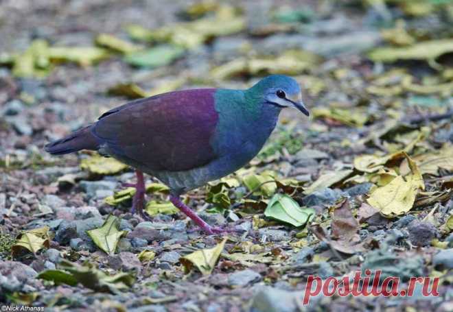 Сем. Голубиные (Columbidae)
Коста-риканский земляной голубь (Geotrygon costaricensis)