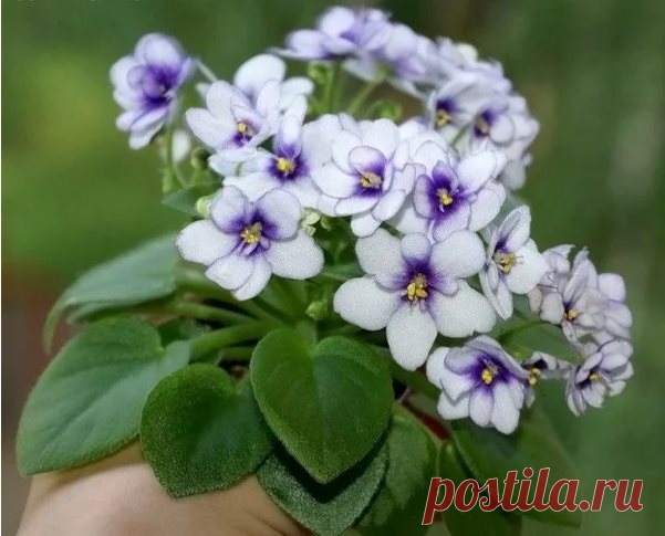 Лекарства для комнатных цветов из аптеки для лечения и стимуляции