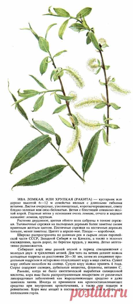 Ива ломкая или хрупкая (ракита)