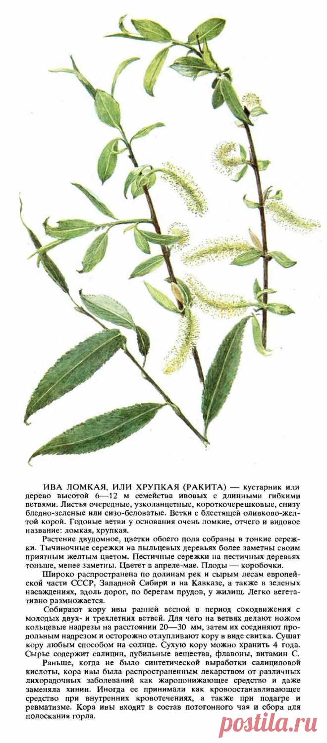 Ива ломкая или хрупкая (ракита)