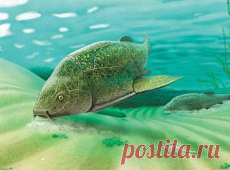 Редкая находка: древний панцирник из-под Курска — National Geographic Россия