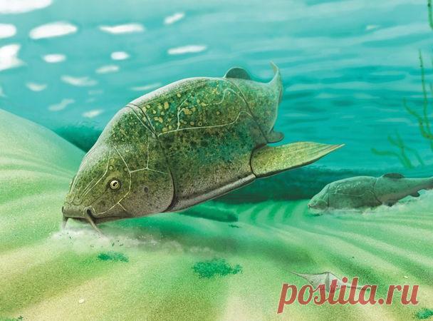 Редкая находка: древний панцирник из-под Курска — National Geographic Россия