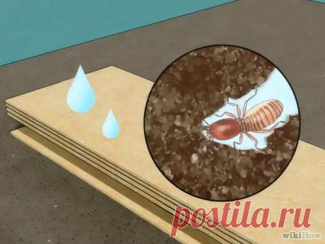 Как избавиться от термитов