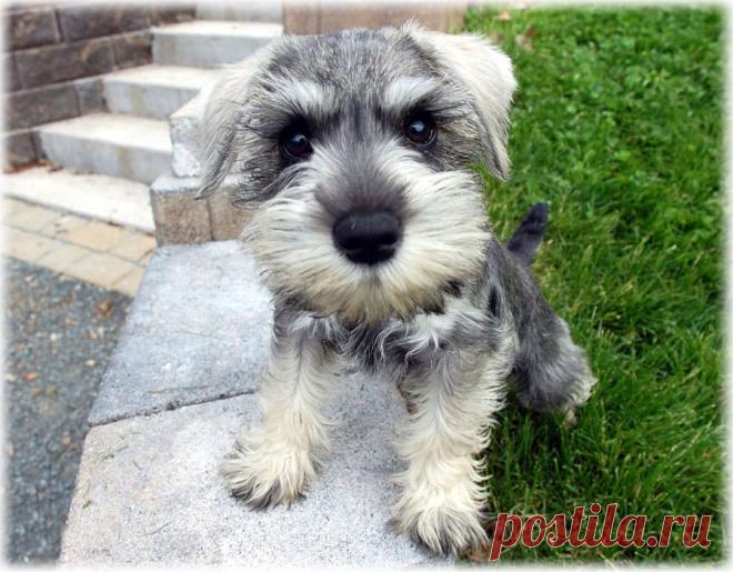 Цвергшнауцер - фото, описание породы, характер, отзывы содержания карликовых шнауцеров