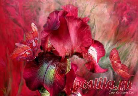 Язык цветов Carol Cavalaris