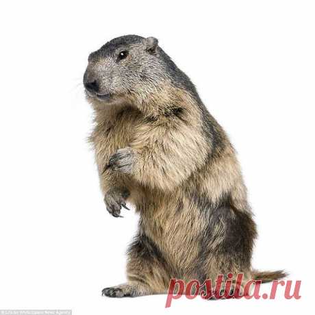 На белом фоне.......