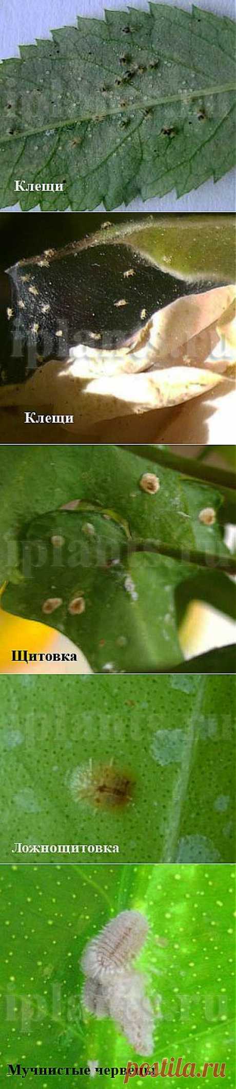 Клещи, щитовка, мучнистый червец - Комнатные растения и цветы